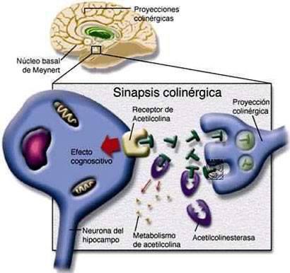 Sinapsis colinérgica