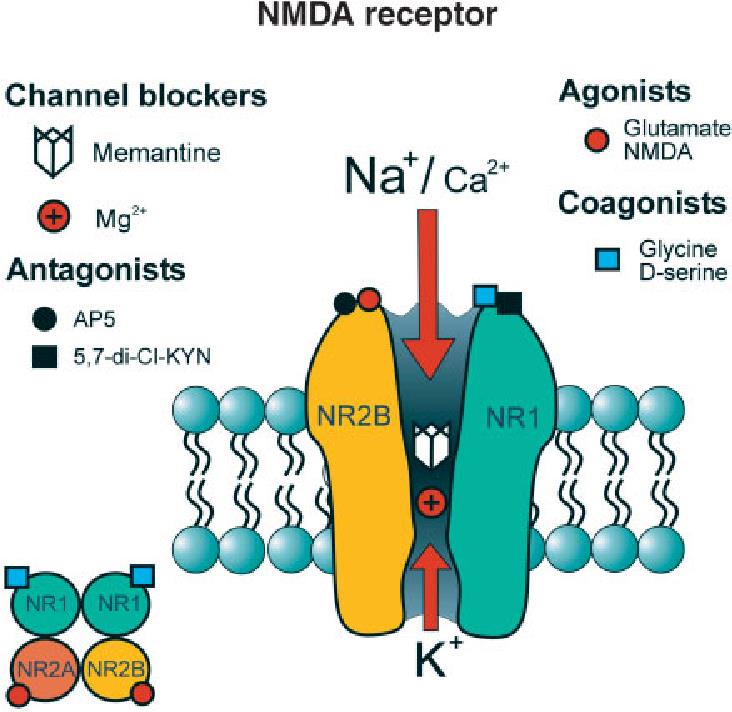 NMDA receptor